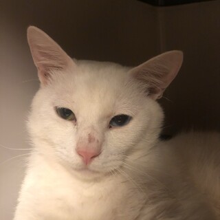 オッドアイ」を含む猫の里親募集情報 :: ペットのおうち【月間利用者