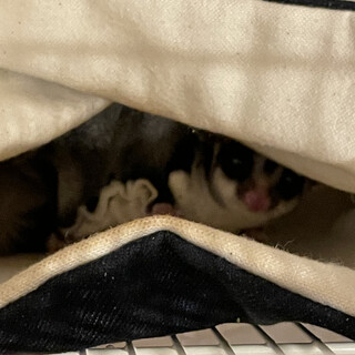 フクロモモンガ　オスとメスの里親募集です！