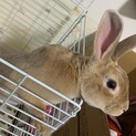 ウサギ♂人懐っこく、抱っこもできます
