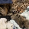 ごはんのあとは...。
