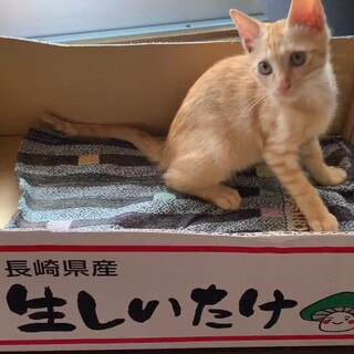 見学可★お膝が大好きな甘えん坊★