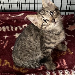 里親決定しました。