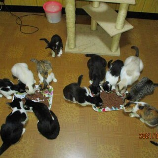 公園で虐待されてたお母さんが産んだ三毛仔猫