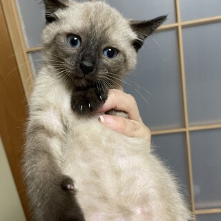 里親決定しました