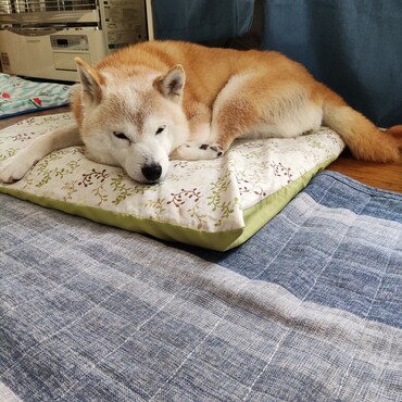 杏雷さん⊙.☉妹さん！大丈夫?!　どうかご無事で!!