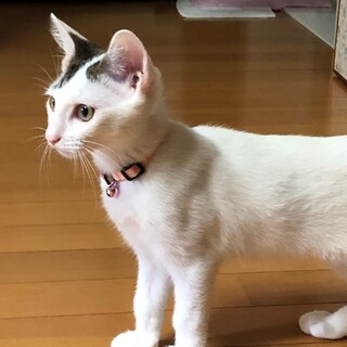 可愛い！甘えん坊の ゆきくんです