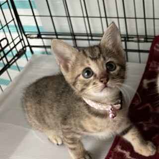 里親決定しました。