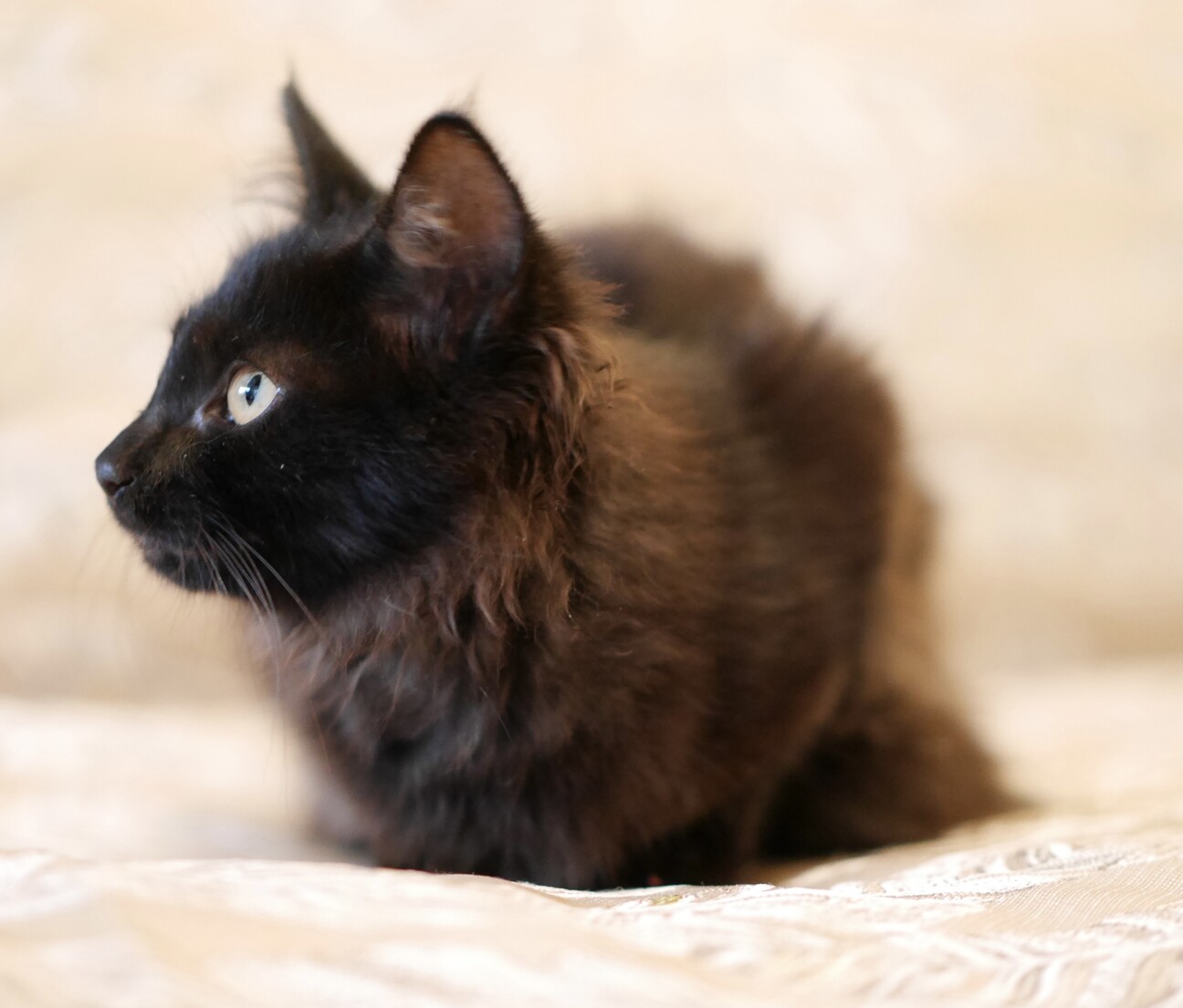 サイベリアン風 超絶モフ 東京都 猫の里親募集 3791 ペットのおうち 月間利用者150万人