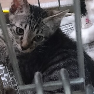 人馴れ抜群、キジトラの男の子