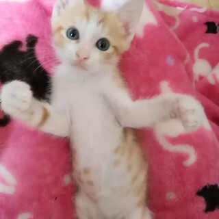 【申し訳ありません  現在募集一時中止中】