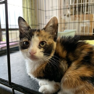 ありがとうございました★甘えん坊な三毛猫プチちゃん