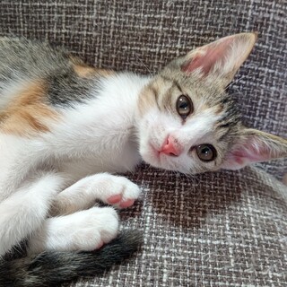 里親さま決まりました      