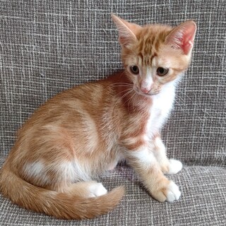 短足タレ目気味なアシカ♥️9/5加古川譲渡会参加