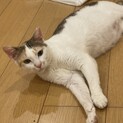 三毛猫 