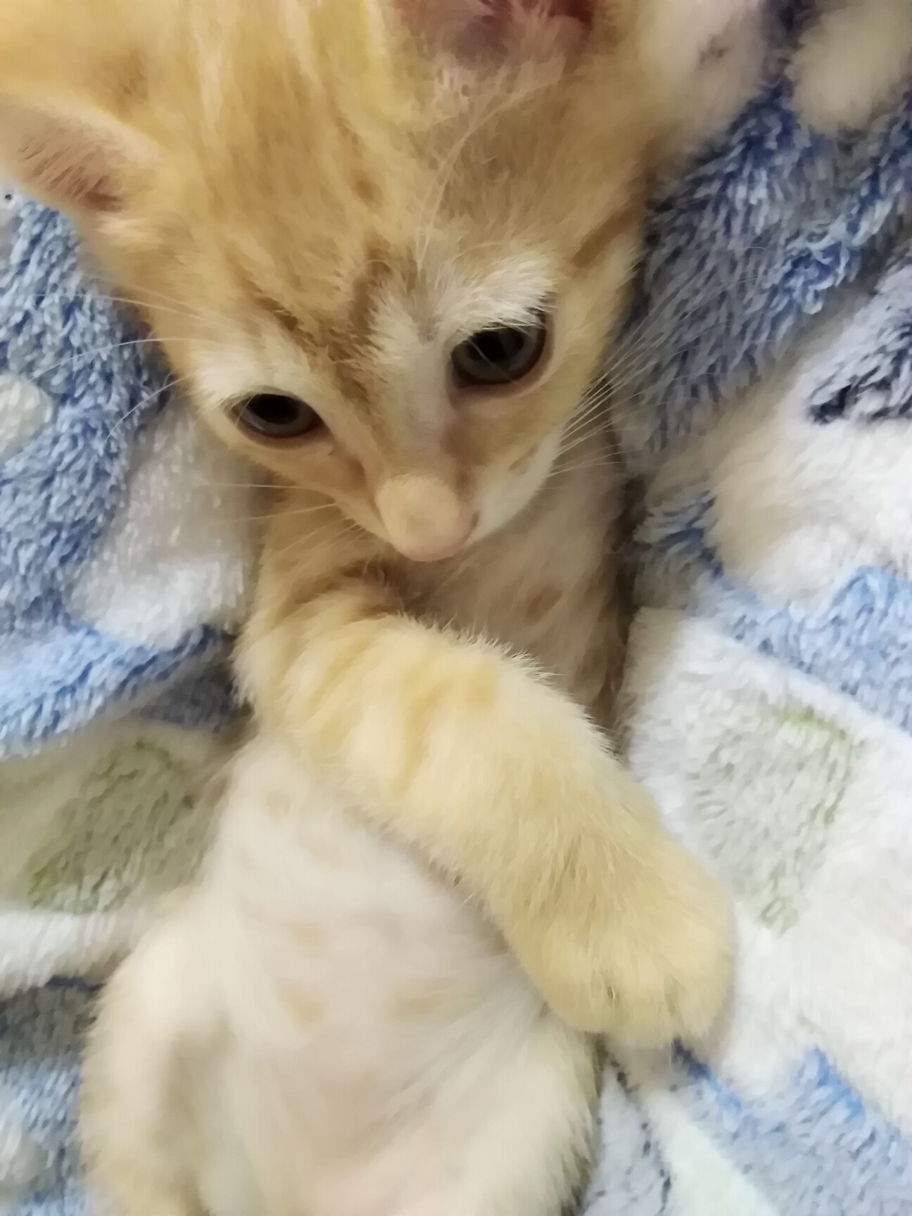 可愛い茶トラ生後2ヶ月 東京都 猫の里親募集 ペットのおうち 月間利用者150万人