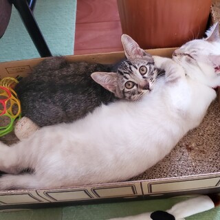 ずっと一緒だよ。保護主さん家で出会った運命の２匹