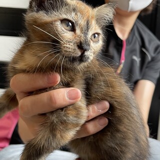 可愛いくてお転婆な女の子のあずき