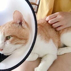 「今朝の茶色ちゃん」サムネイル2