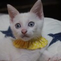 ブルーアイの可愛いタグちゃんです