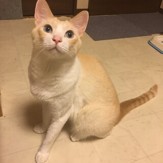 甘えん坊な　ももたくん！