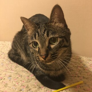 遊んでもらうの大好き！のぼくん