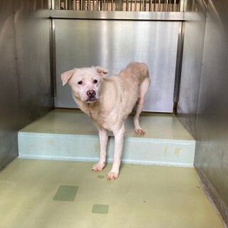 多頭飼育崩壊からのセンター収容【仮名 なな】