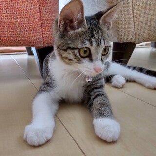 ピンクのお鼻の可愛い子ちゃん