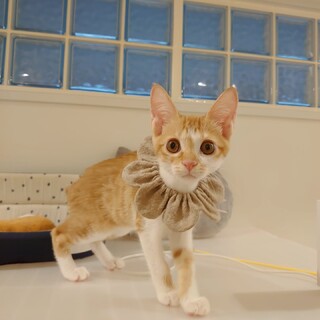 元気いっぱい☆甘えん坊な男の子です。