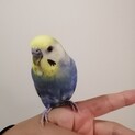 セキセイインコ　オス