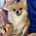 【募集一旦停止します】チワワmix愛（マナ）ちゃん