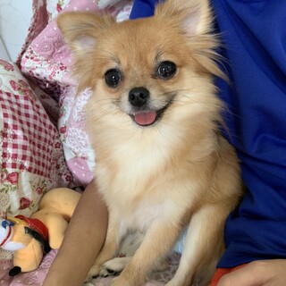 【募集一旦停止します】チワワmix愛（マナ）ちゃん