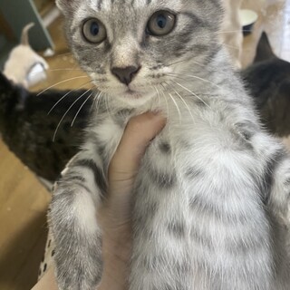 人懐っこい仔猫ちゃん達の里親募集！