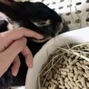 さいとうとしみ