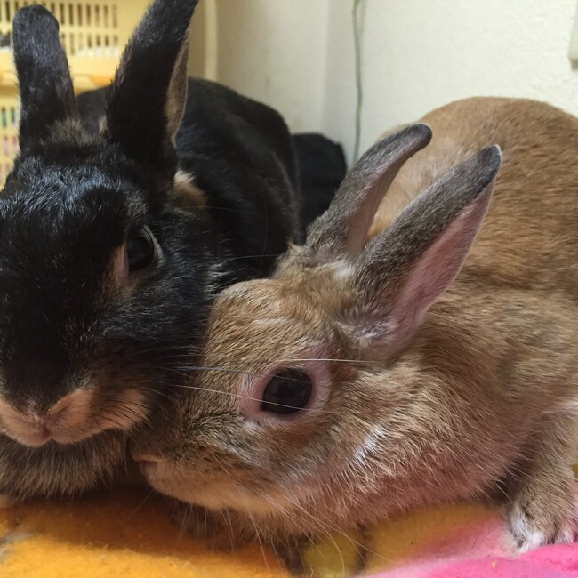 さいとうとしみのカバー写真