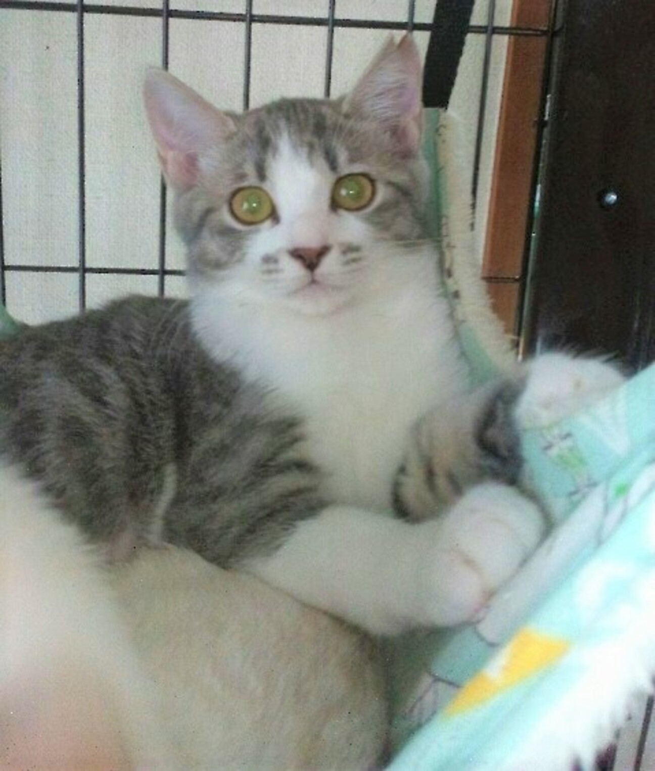 1 おっとりした女の子 山梨県 猫の里親募集 ペットのおうち 月間利用者150万人