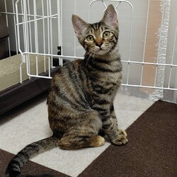 猫の譲渡会　in　名古屋市瑞穂生涯学習センター サムネイル2