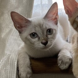 猫の譲渡会　in　名古屋市瑞穂生涯学習センター サムネイル3