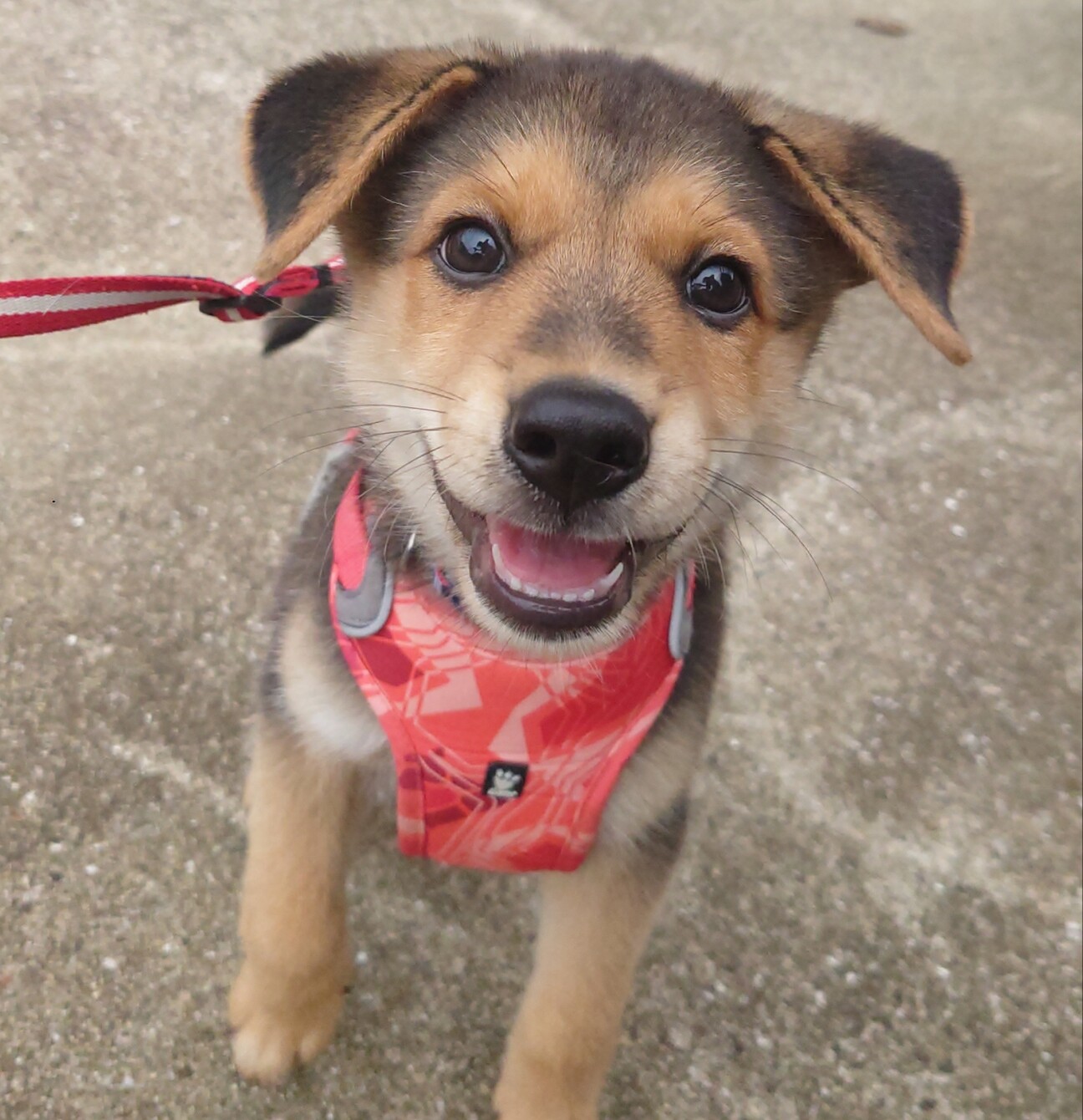 たれ耳が愛くるしい お利 香川県 犬の里親募集 ペットのおうち 月間利用者150万人