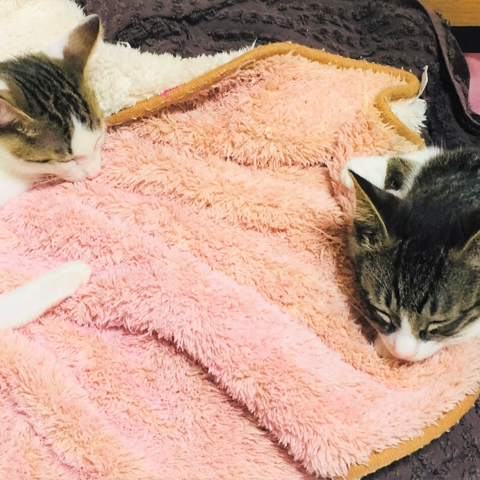 子猫のるい君・だいき君のカバー写真