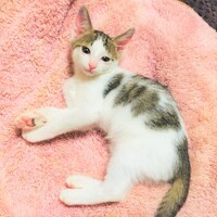 子猫のるい君・だいき君