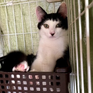 おしゃれ前髪のにゃん太くん！