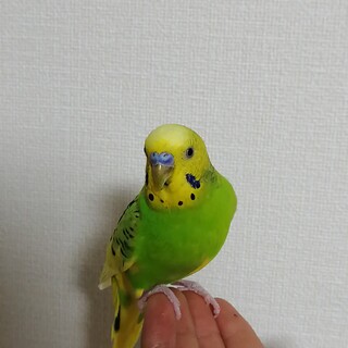 セキセイインコ　オス