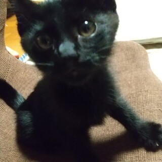 スタイルの良い黒猫君(他サイトにて里親決定)