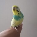 セキセイインコ　オス