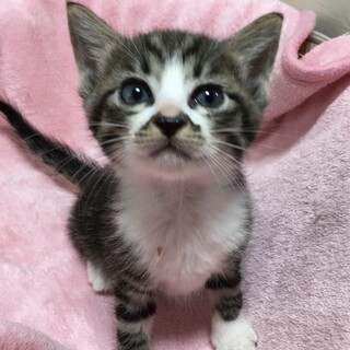 里親決定。あやたか君