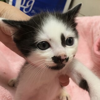 里親決定。なまちゃ君