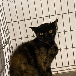 奄美大島ノネコ　ひまわり　女の子3kg