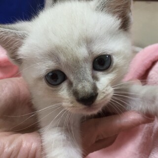里親決定。ジャスミンちゃん