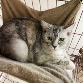 マドレーヌ女の子3kg