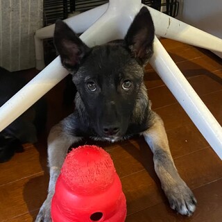 野犬の子として怖い思いをいっぱいしてきた美波ちゃん